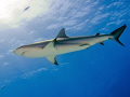   Carribean reef shark swimming past sun  